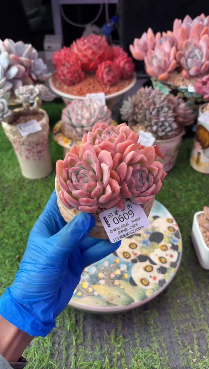昆明印象多肉0609