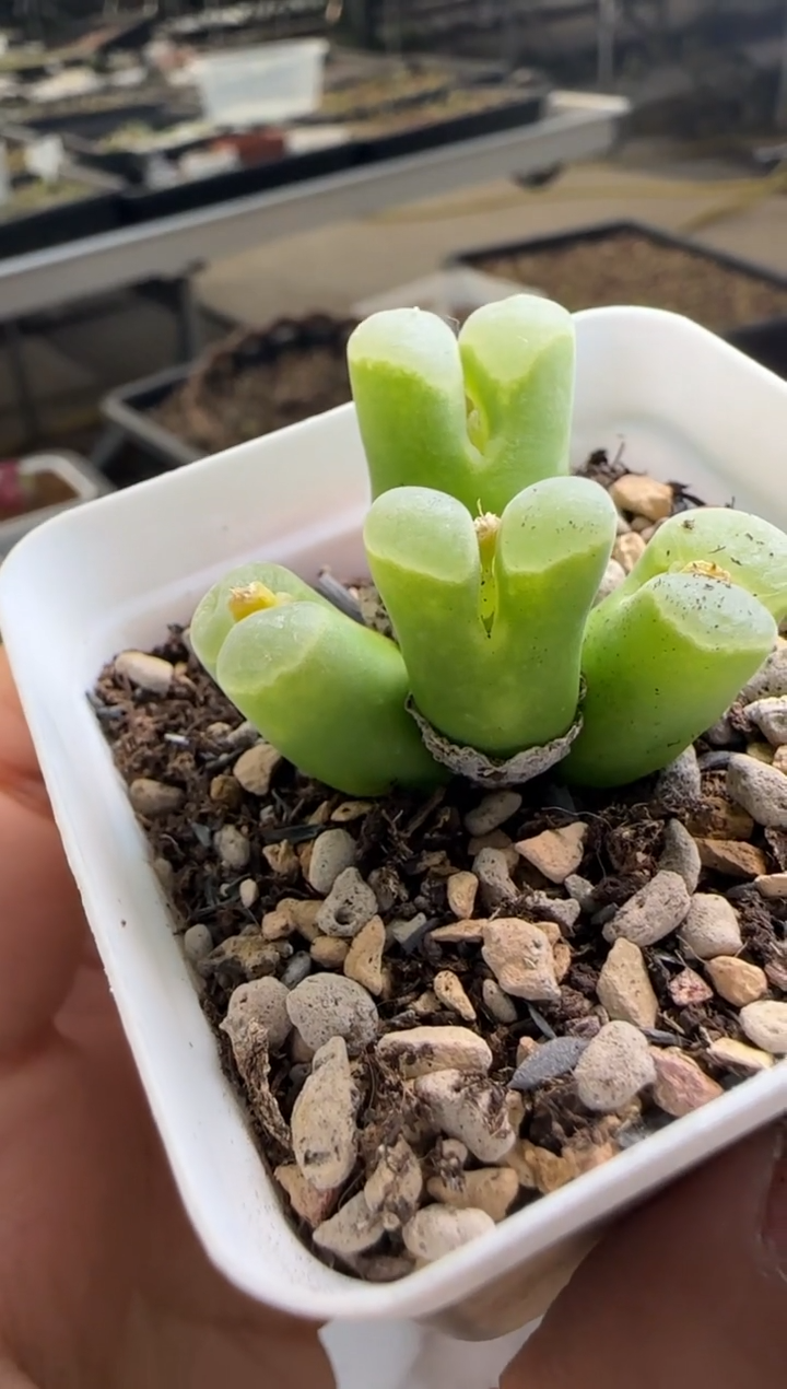 【闪购商品】20-372