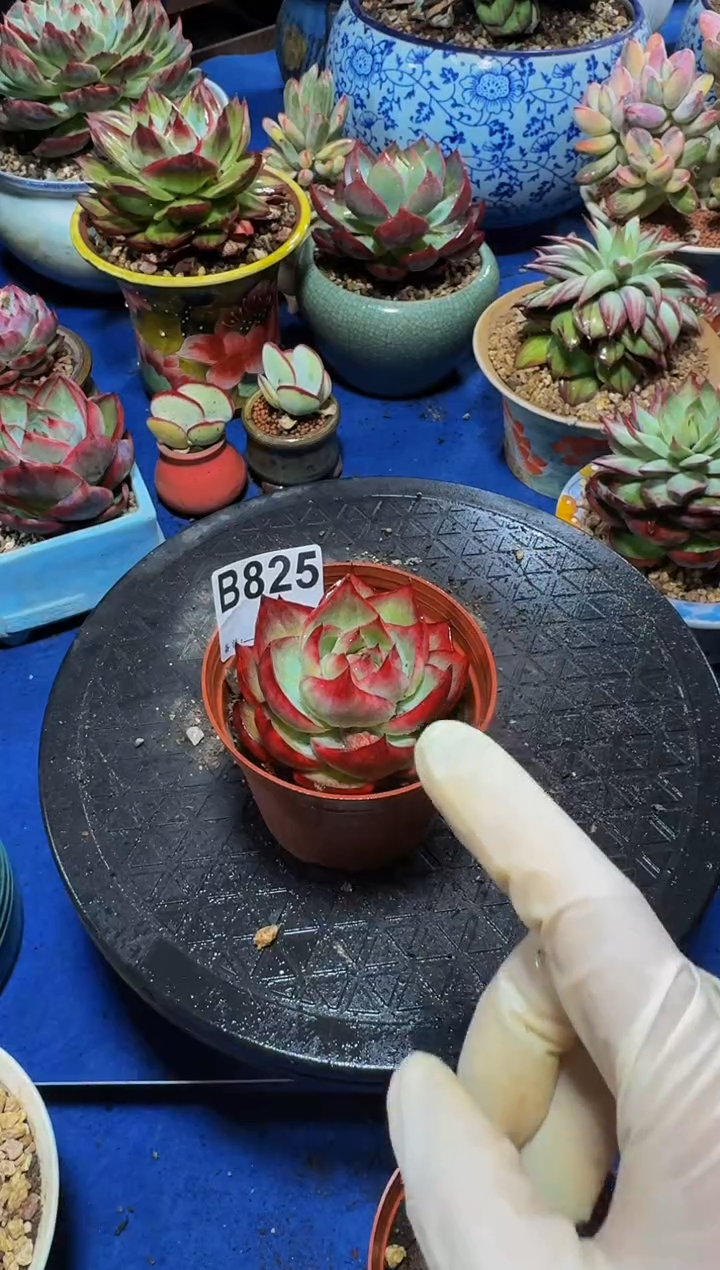 B825惊鸿仙子-----