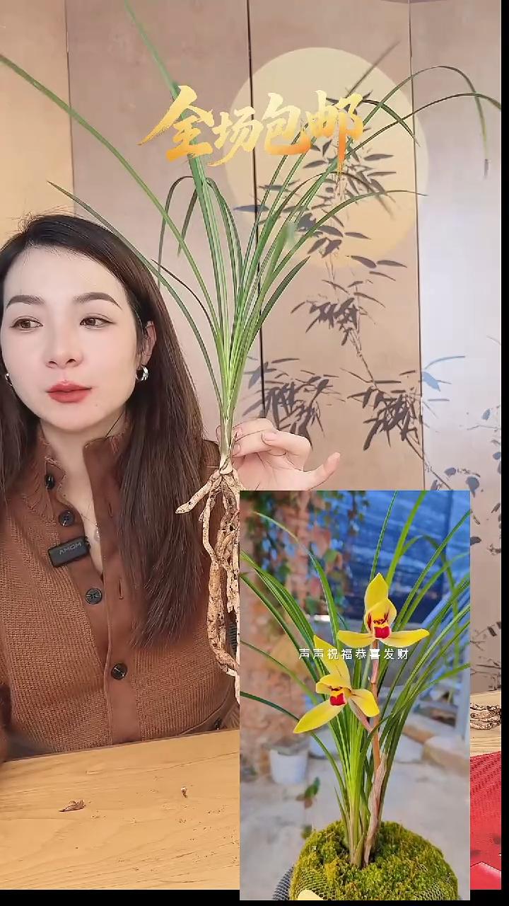 当前无花栽培后可以开花：金龙献宝