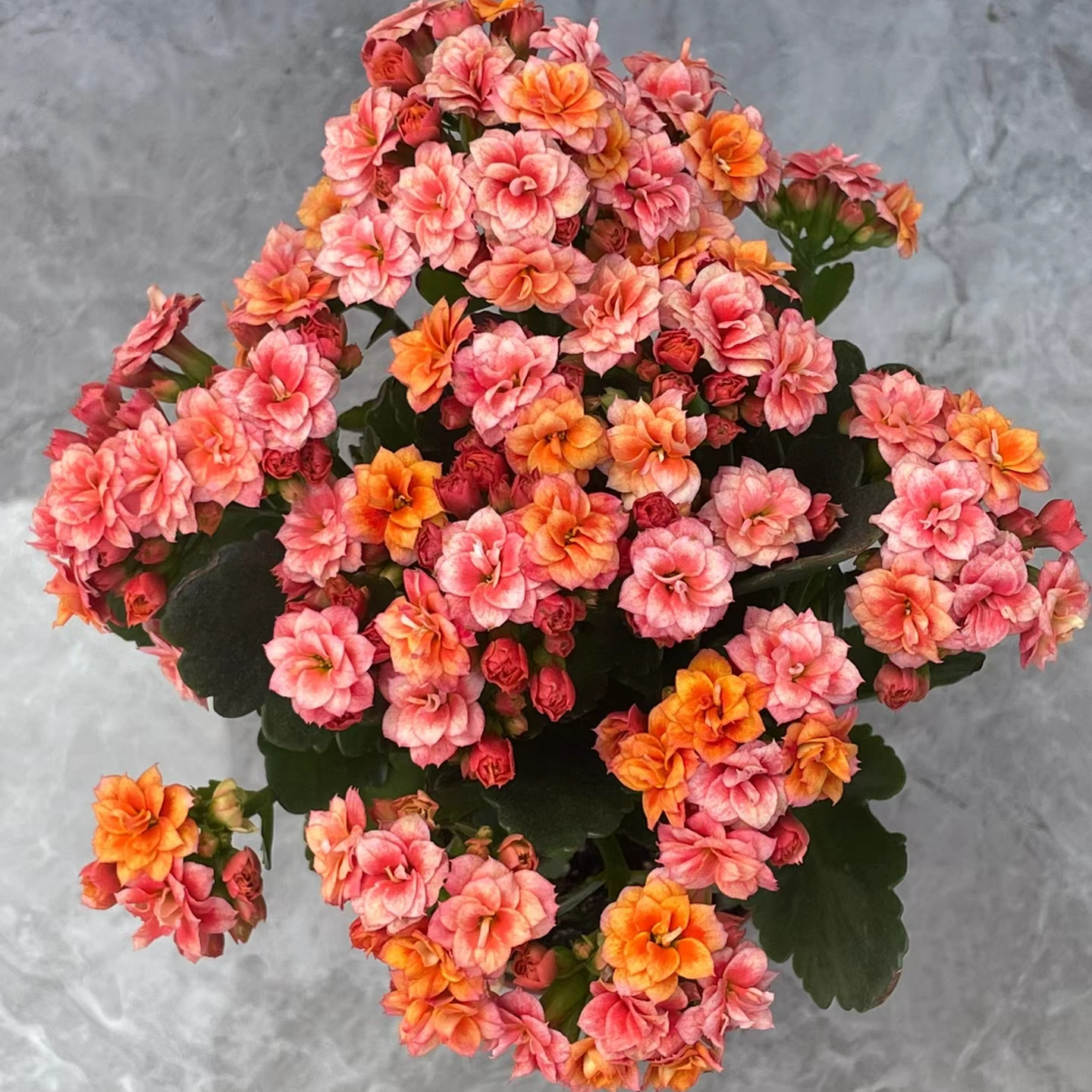 【烟花】~稀有品种 大花苞