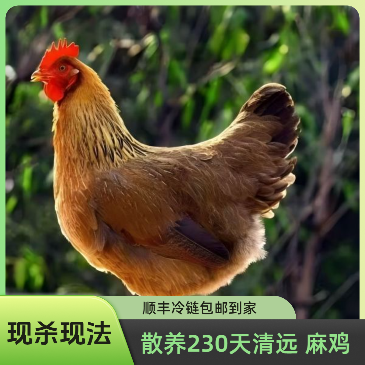 【宰杀好的】两只230天散养清远麻鸡 汤干净发货 粮食喂养 顺丰包邮