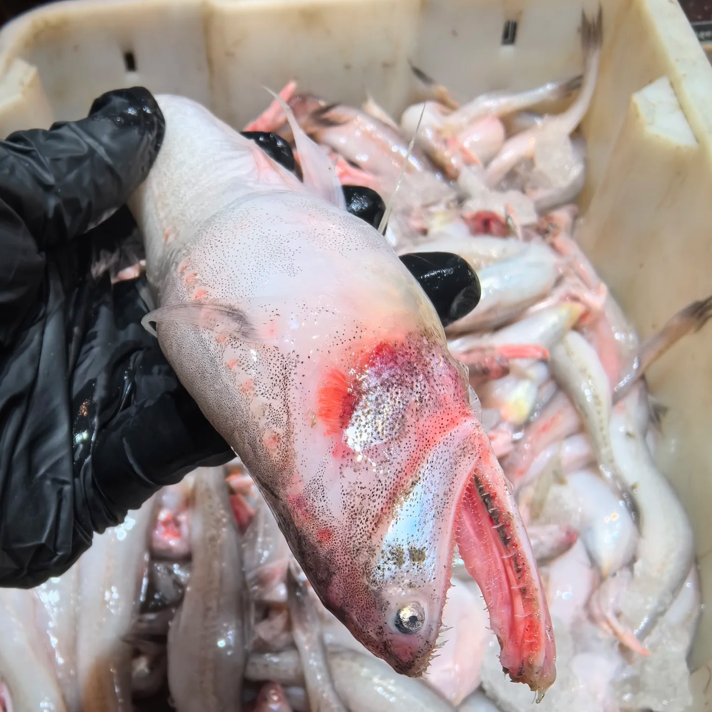 舟山码头直供豆腐鱼海鲜海鱼水潺