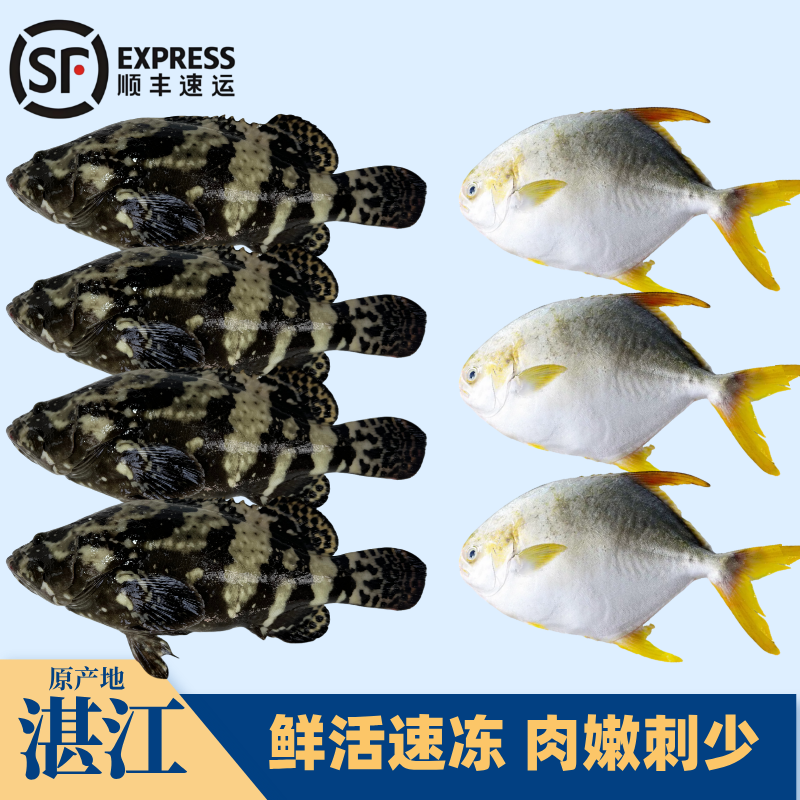 【组合装】4条石斑鱼+3条金鲳鱼湛江珍珠斑鱼海鲜营养清蒸活鱼现冻