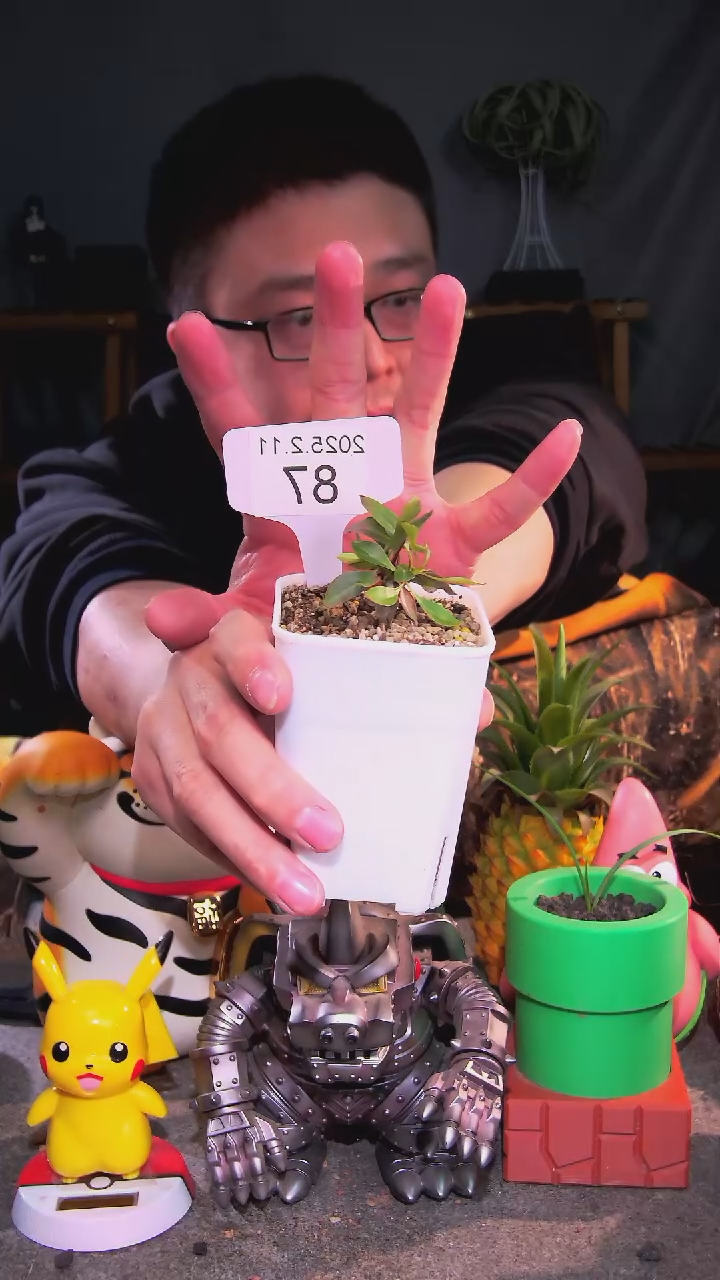 【闪购商品】簇生福桂2.11.87