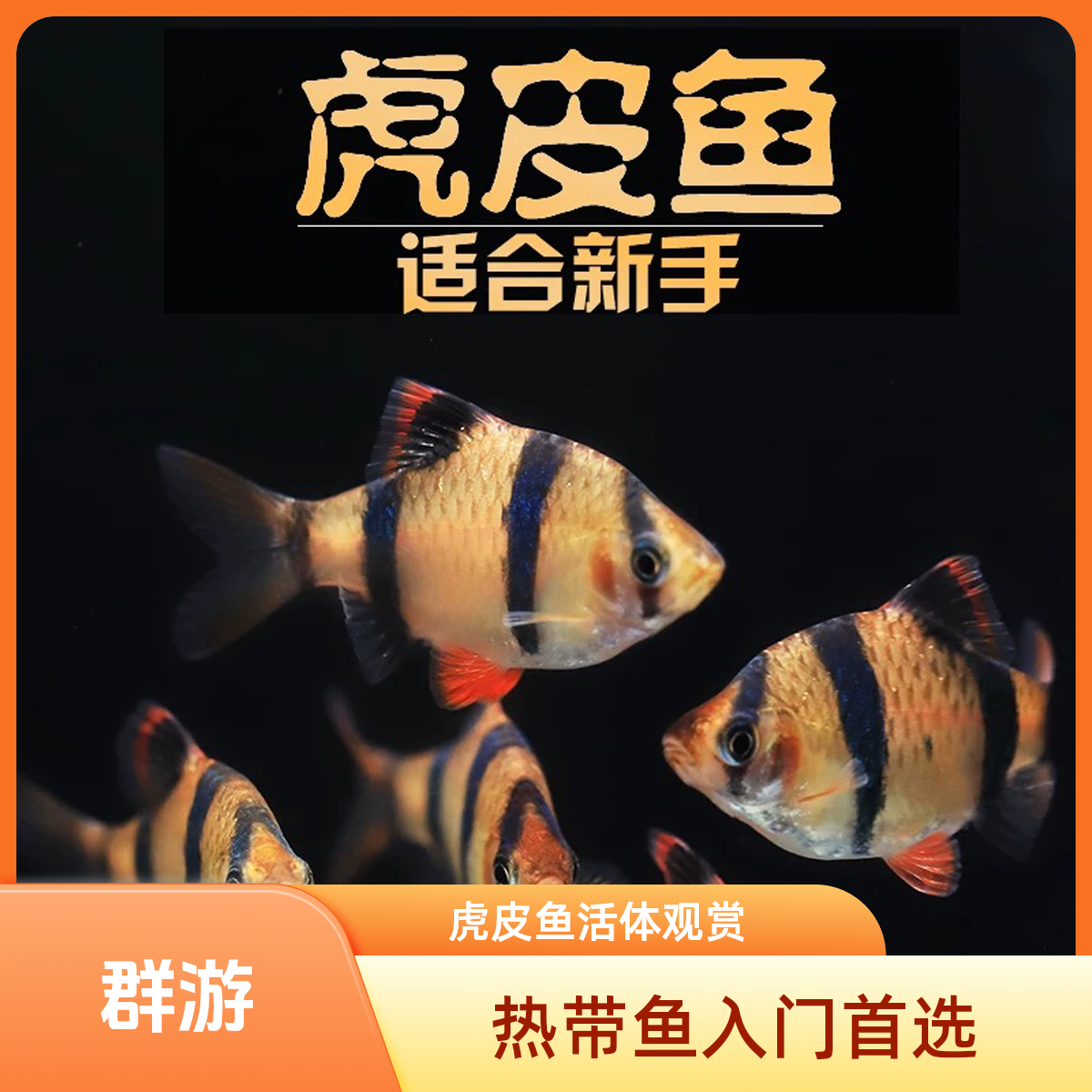 好养耐活虎皮鱼小型热带观赏鱼四间活体宠物鱼群游