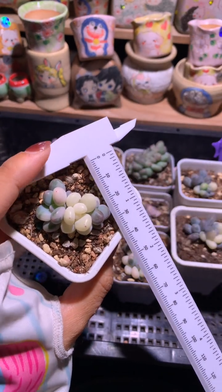 全锦头不售后哦哈哈