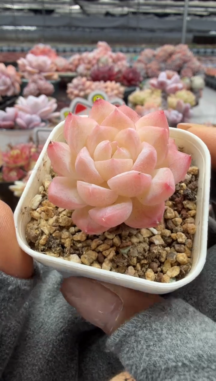 东云多肉园二店-134