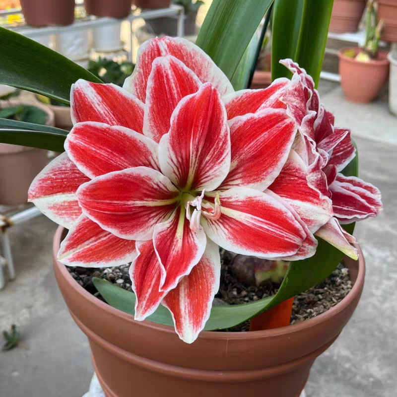 优选自然球【女王】国产精品切球繁殖多年生包对版