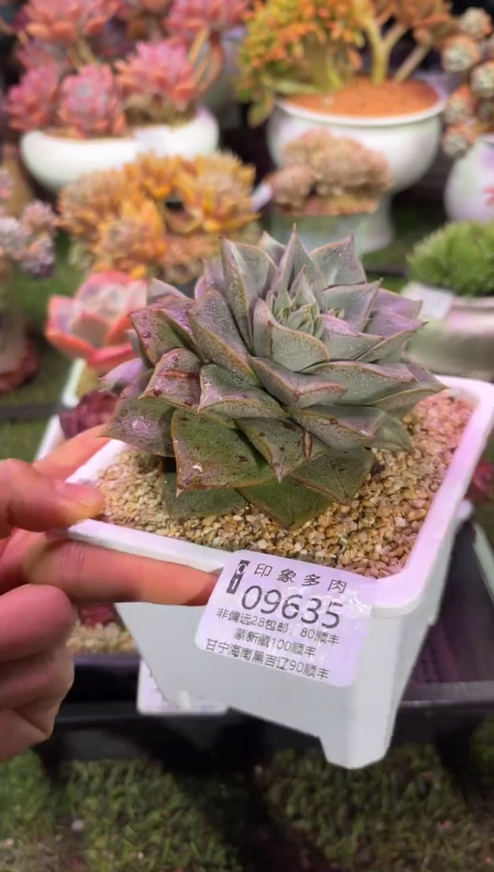 【闪购商品】09635