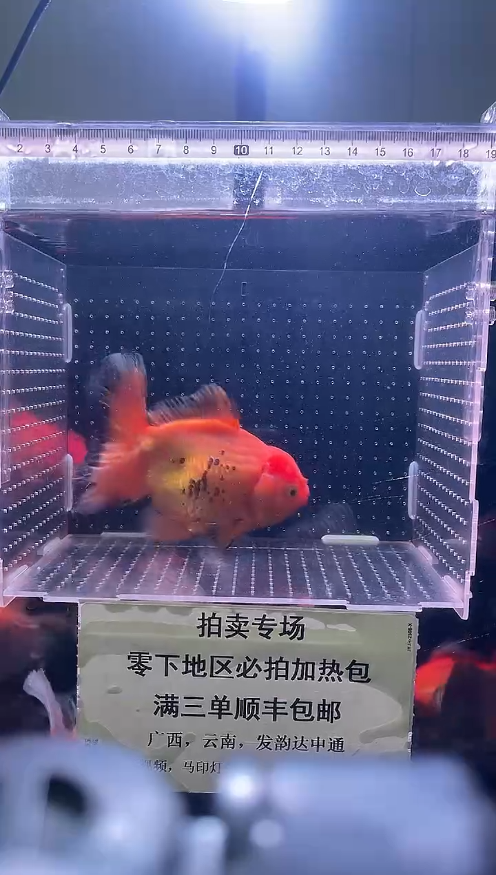 金鱼百褶泰狮YYDS