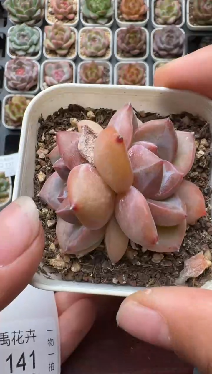 140Q带盆土发 当场拍3颗以上包柚 多肉植物 一物一拍