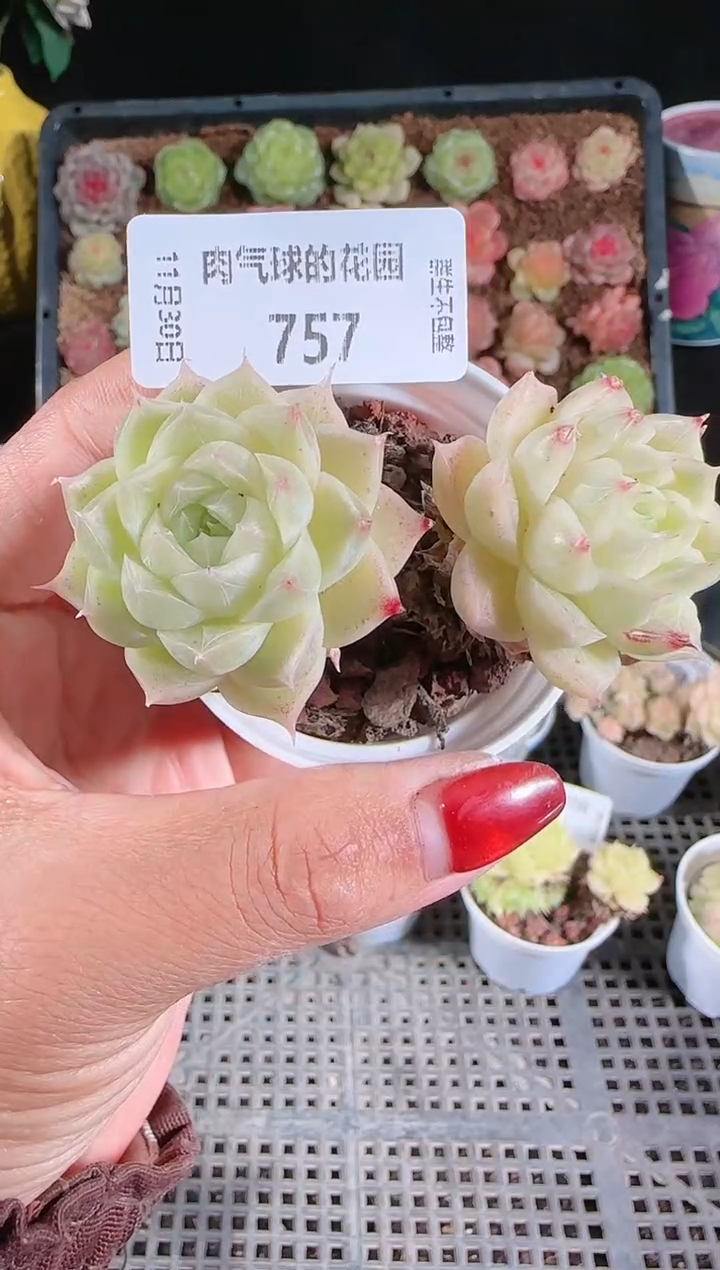 1130-757多肉群生不包整