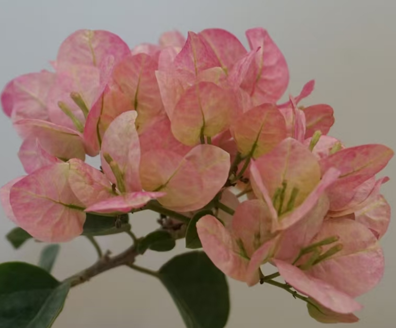 绿叶五宝  十肆月园艺绿植花卉