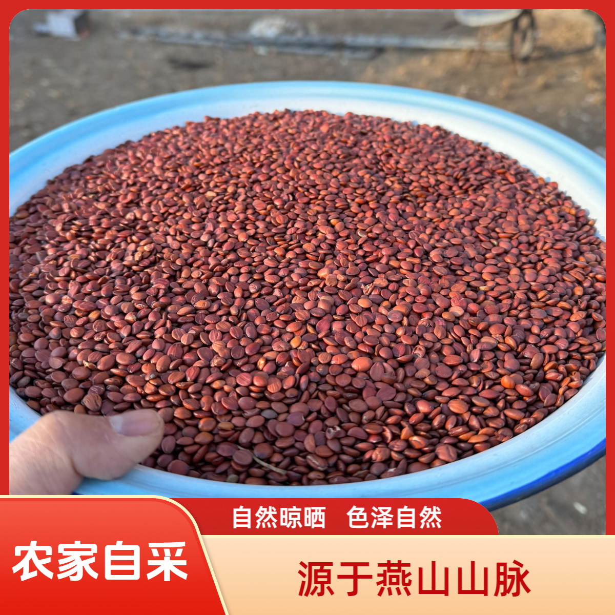 承德特产野山酸枣仁 泡水打粉煲汤可搭配百合桂圆茯苓