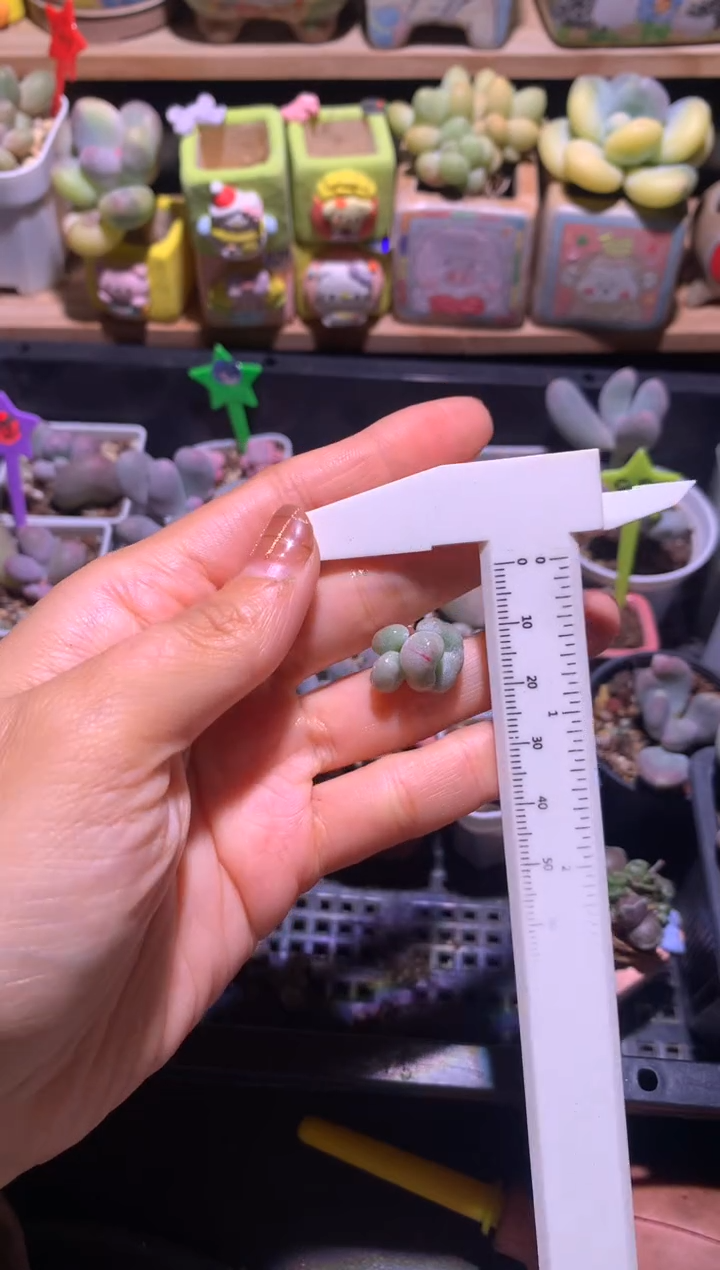 黄油油煎小苗未发根哦