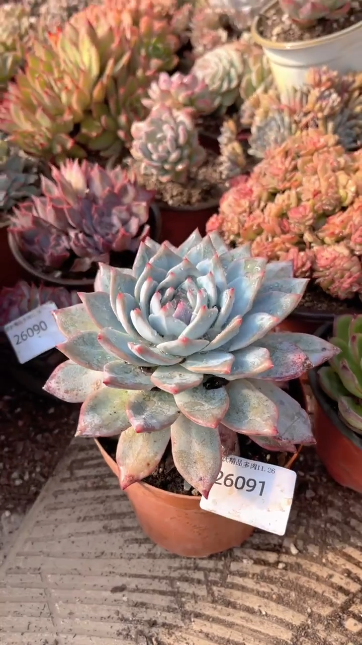 大*语跃跃精品多肉26091