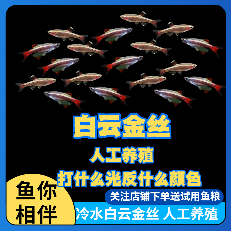 白云金丝冷水鱼淡水观赏鱼小型耐活不打氧好养