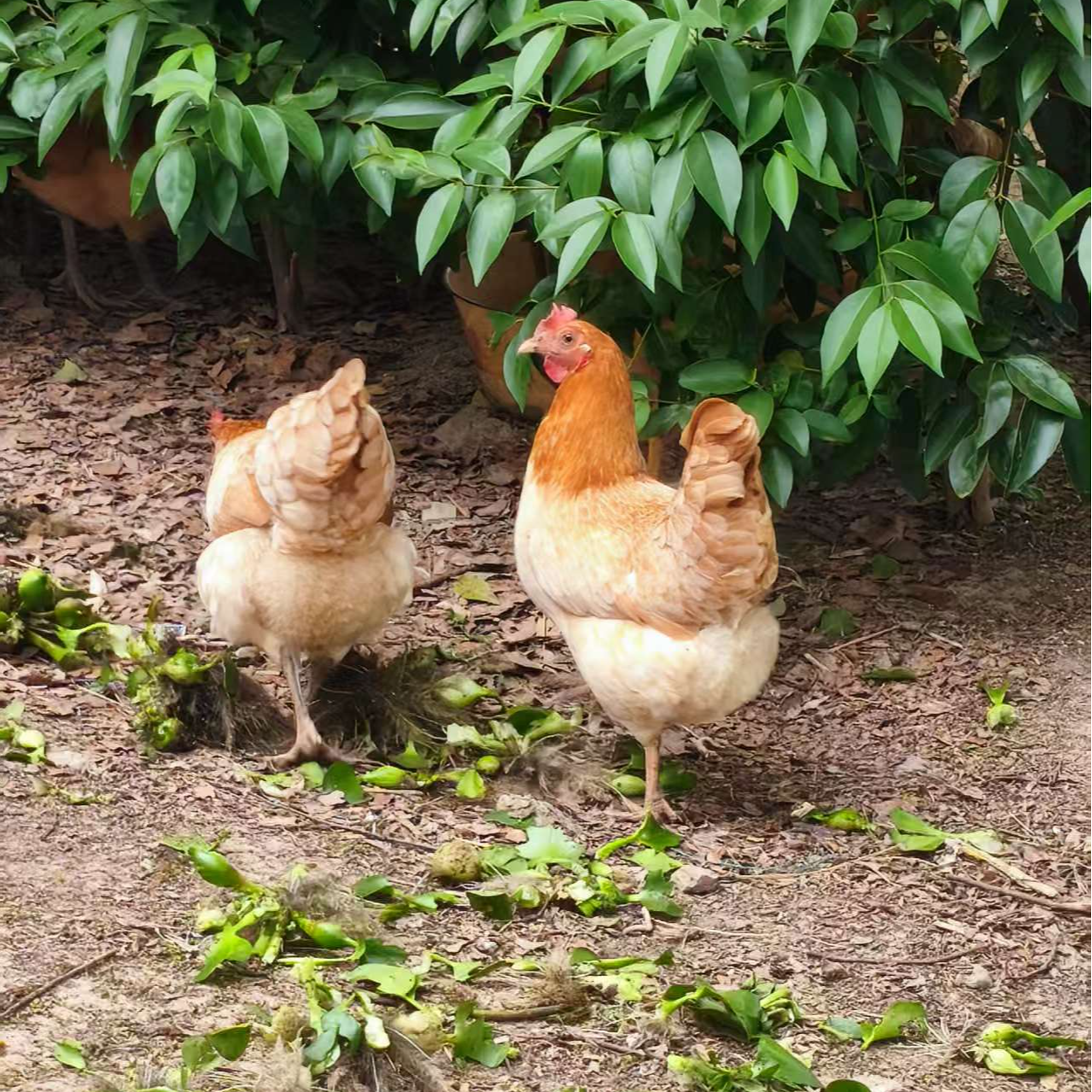 庐江山场散养皖南土母鸡1只