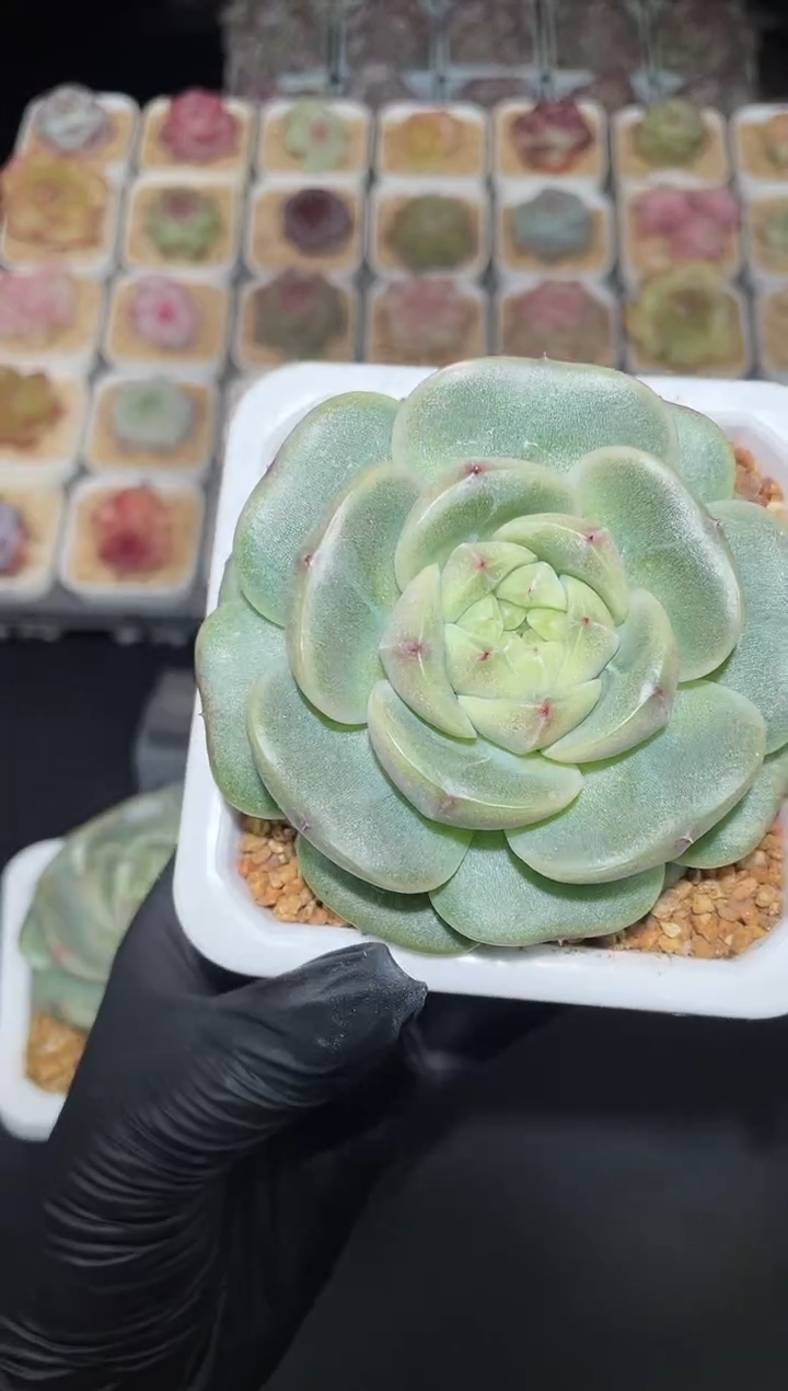 闪购2775 翡冷翠多肉一颗  7厘米