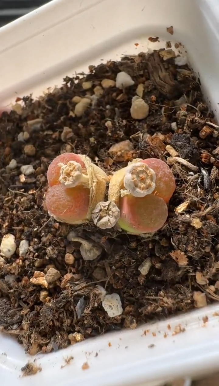 美丽的肉石头（25-31）-433