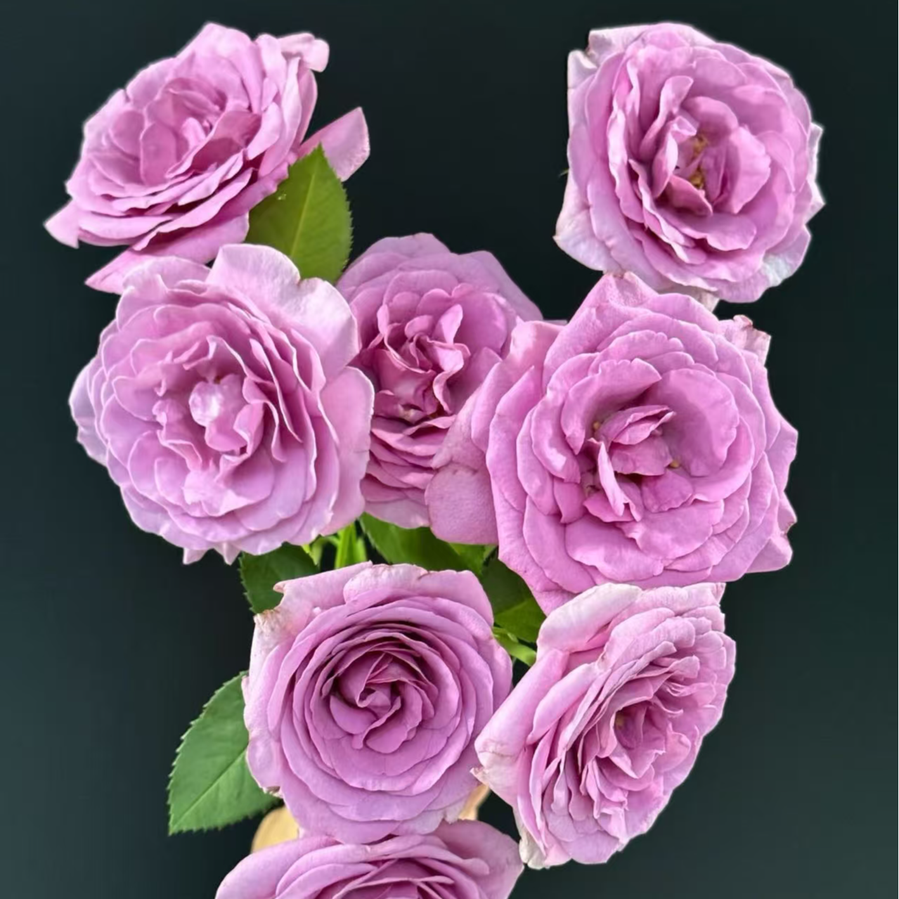 退耕还林清地处理盆栽绿植地栽好种好养活