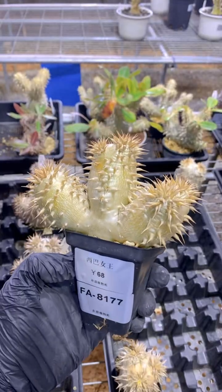 【闪购商品】西巴女王FA-8177