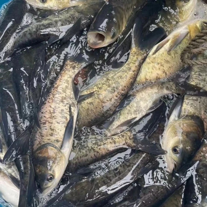 渔场直发 花鲢鱼 10-20g 生态养殖