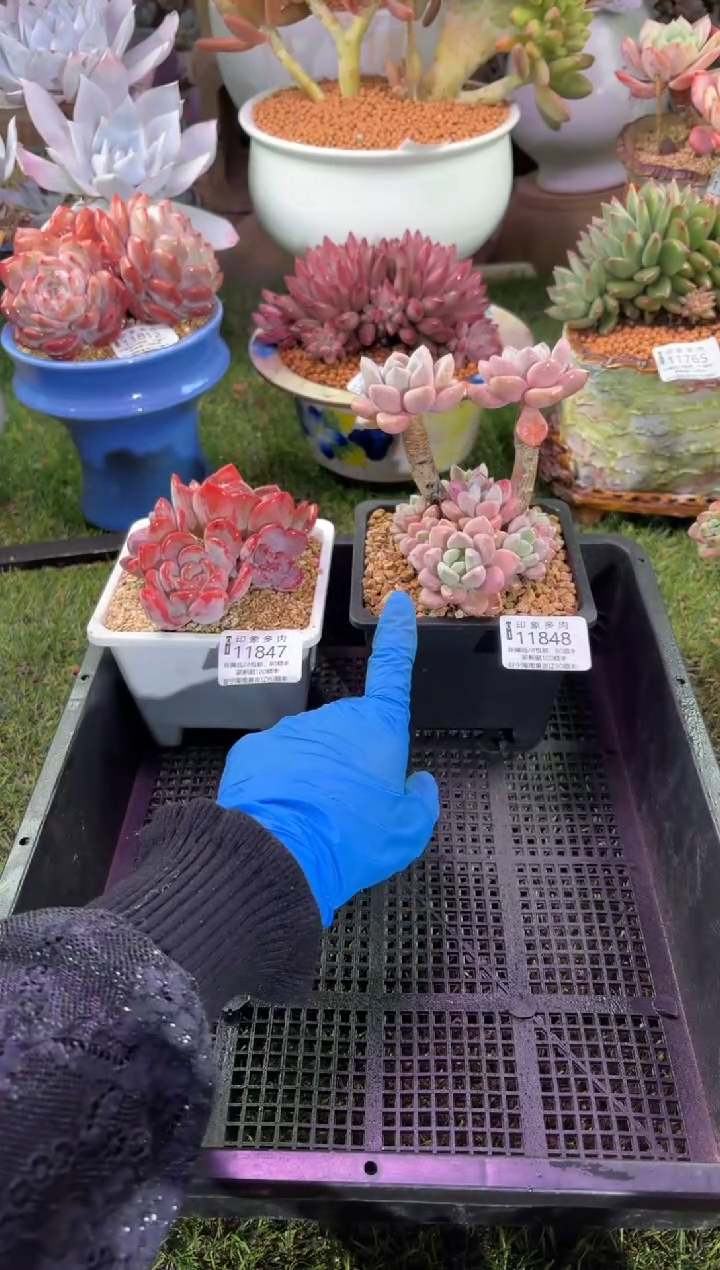 【闪购商品】11848