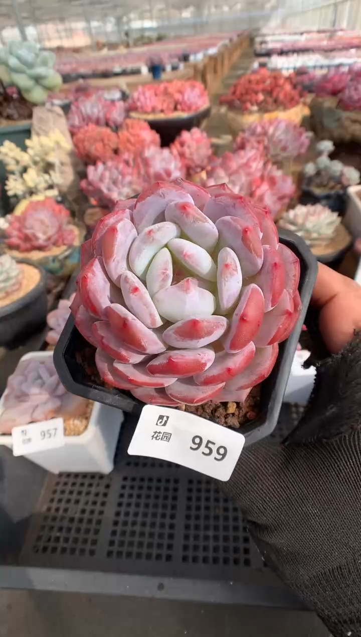 959橙子一物一拍