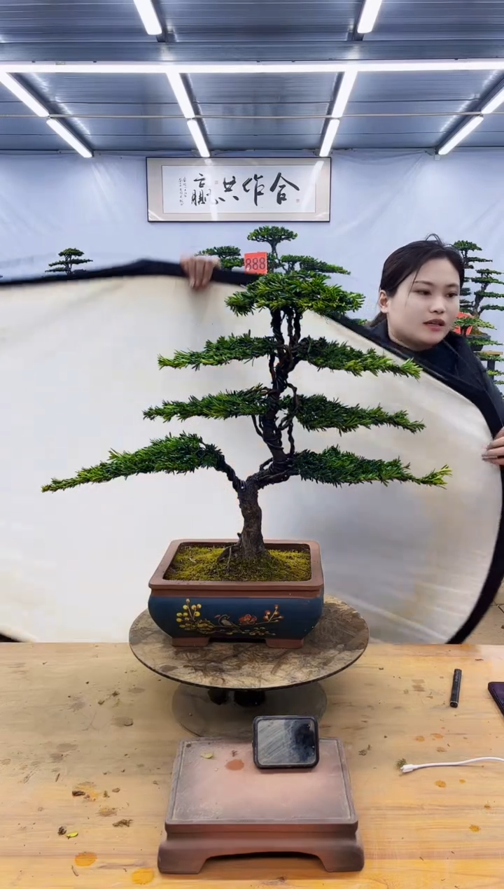 【闪购商品】高端盆景一物一拍，所见即所得