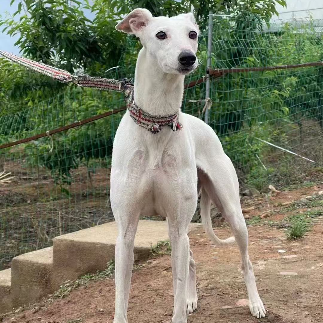 灵缇格力格惠猎兔犬细狗坎高犬灵缇犬