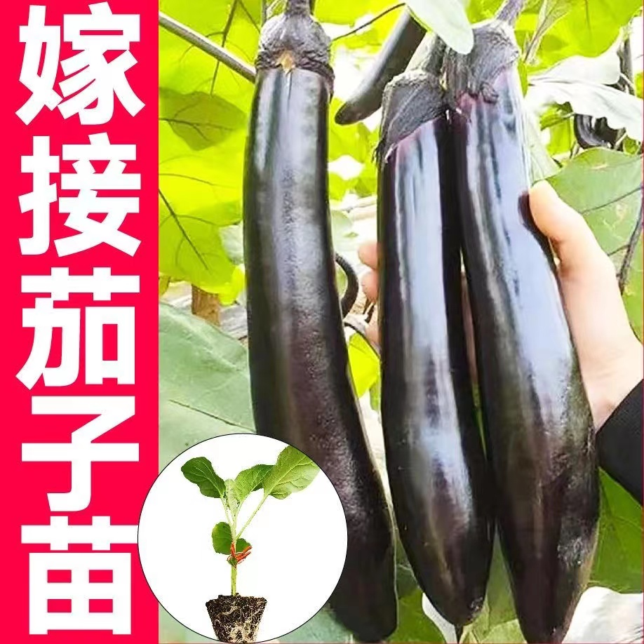 高产抗病寿光嫁接茄子苗秧种子紫黑圆茄大龙长茄春秋四季阳台盆栽