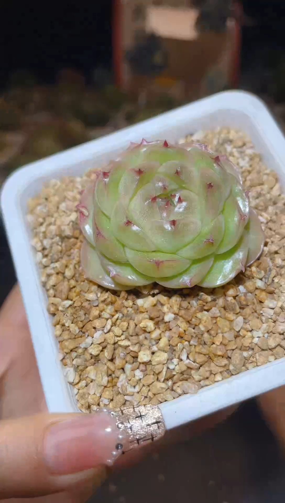 【闪购商品】116翡冷翠