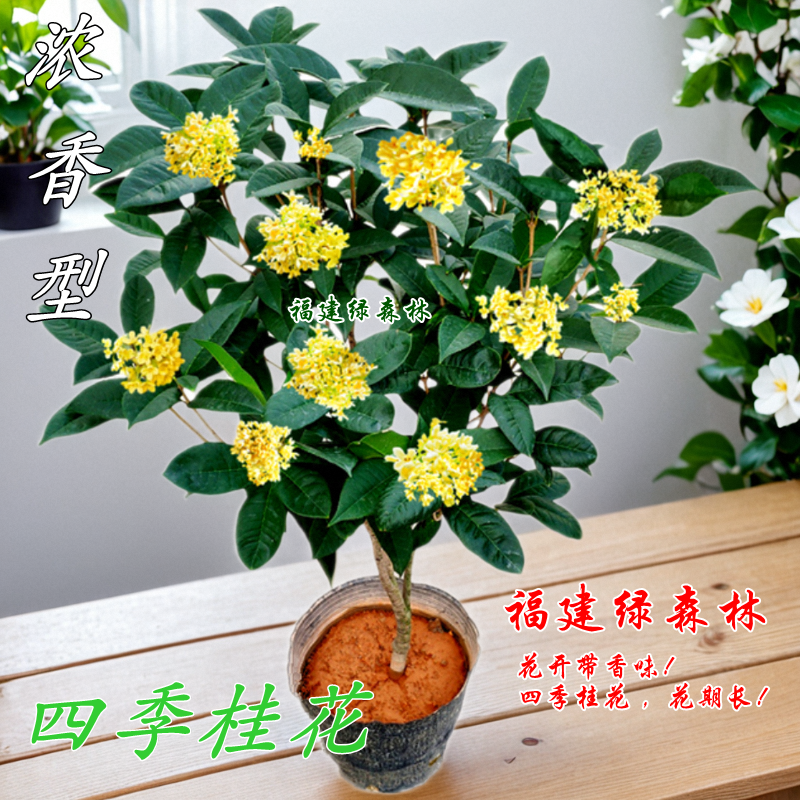 四季桂花盆栽花开四季浓香型开花植物阳台绿植庭院植物热卖款