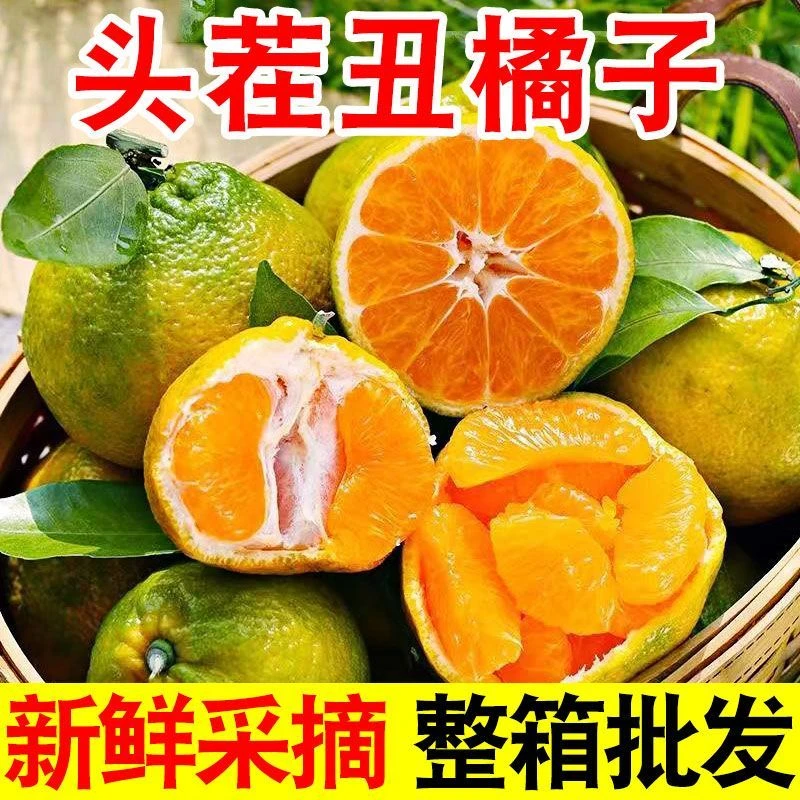 【头茬现摘】高山丑橘丑八怪桔子当季新鲜水果酸甜多汁青黄发货