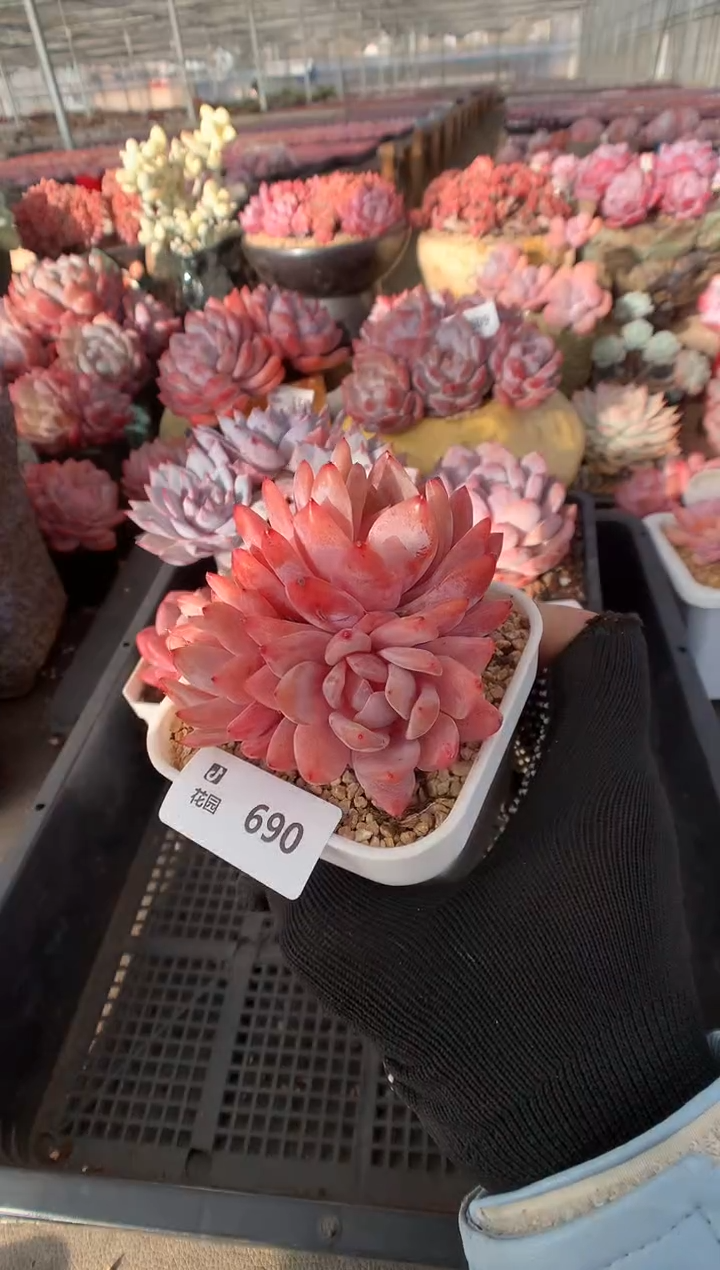 690雪天使一物一拍