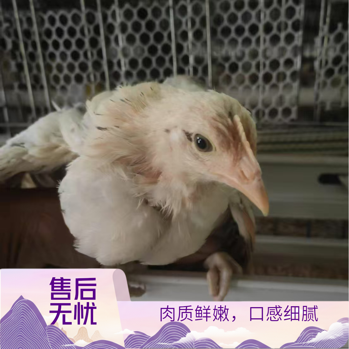 宠物鸡单冠花冠鹊山鸡顺丰直发