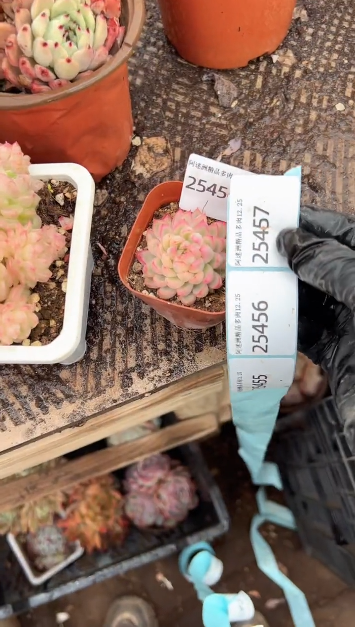 多肉植物一物一拍25454.455.456.457