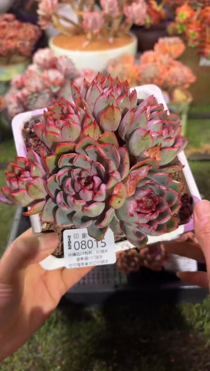 【闪购商品】08015