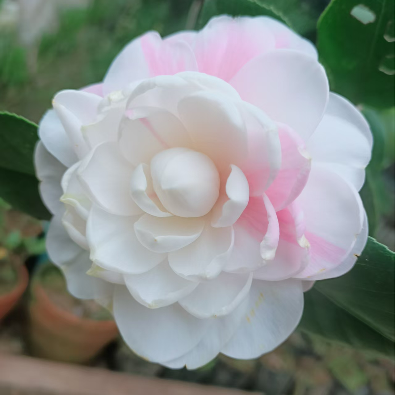 七仙女名贵茶花室内盆栽庭院绿植