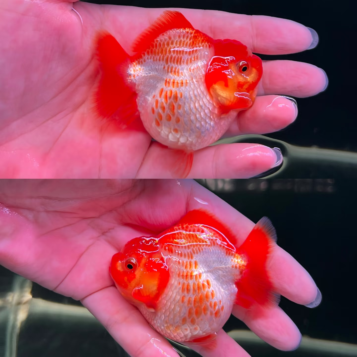 冷水鱼活体观赏鱼耐养高背短尾精品渔场直销