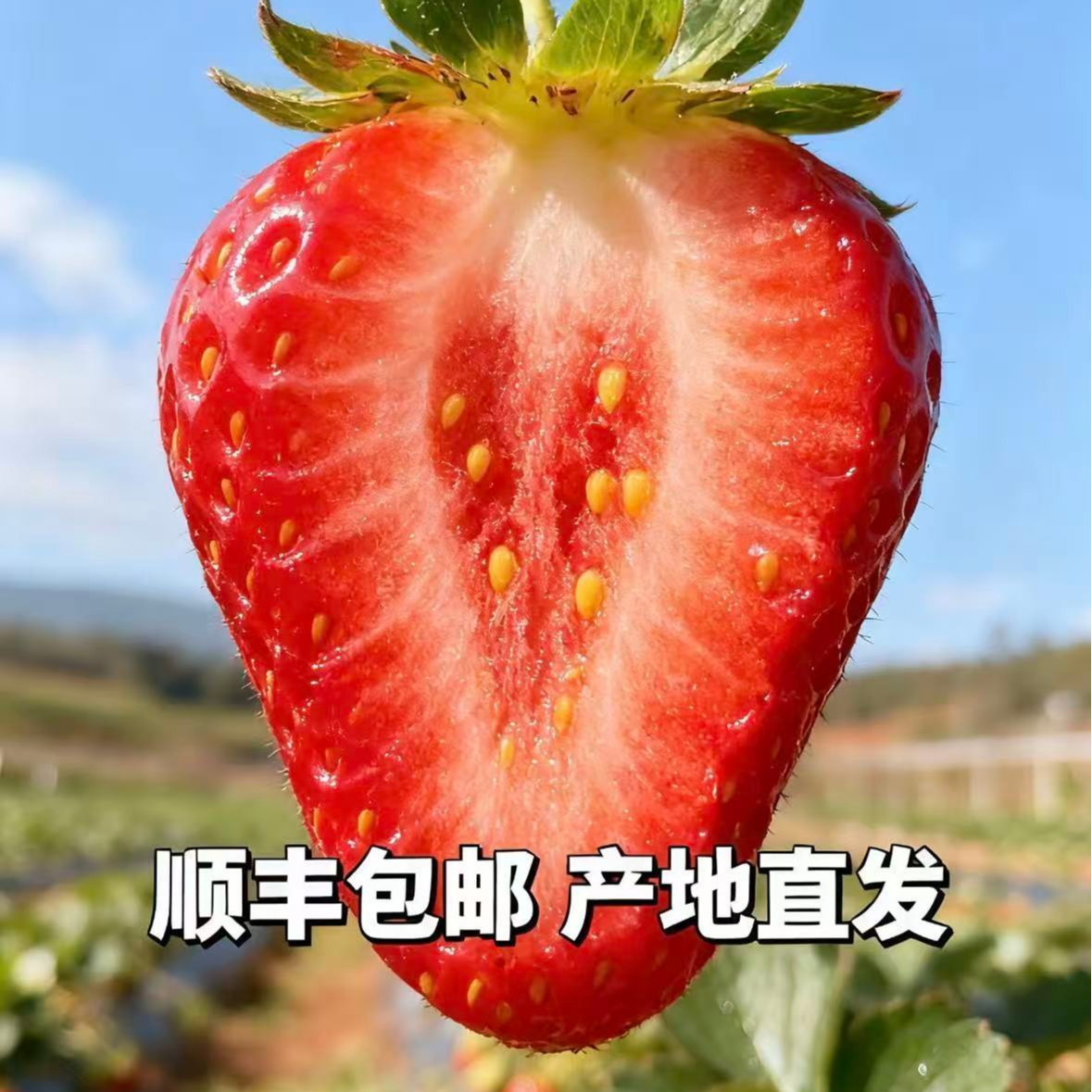 L1〖顺丰〗大凉山现摘牛奶冬草莓应季水果香甜软糯非丹东九九红颜
