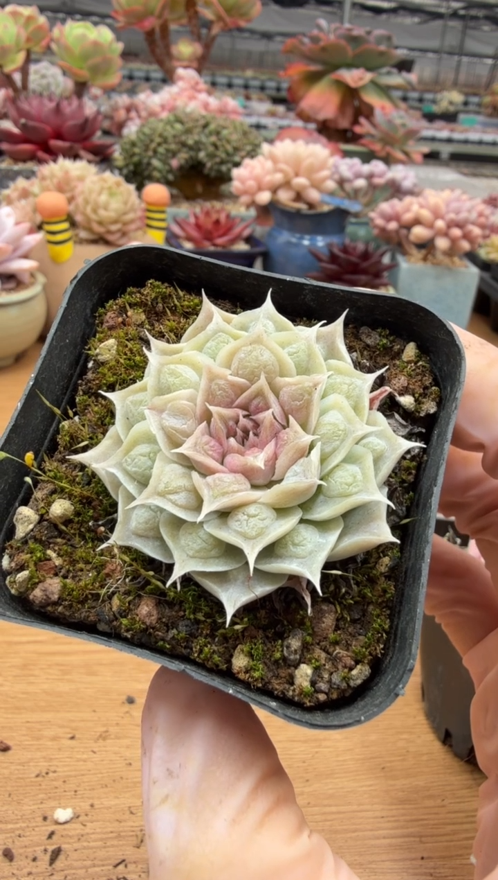 东云多肉园二店-49