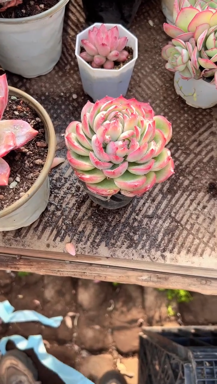 岁***Y多肉植物一物一拍28335