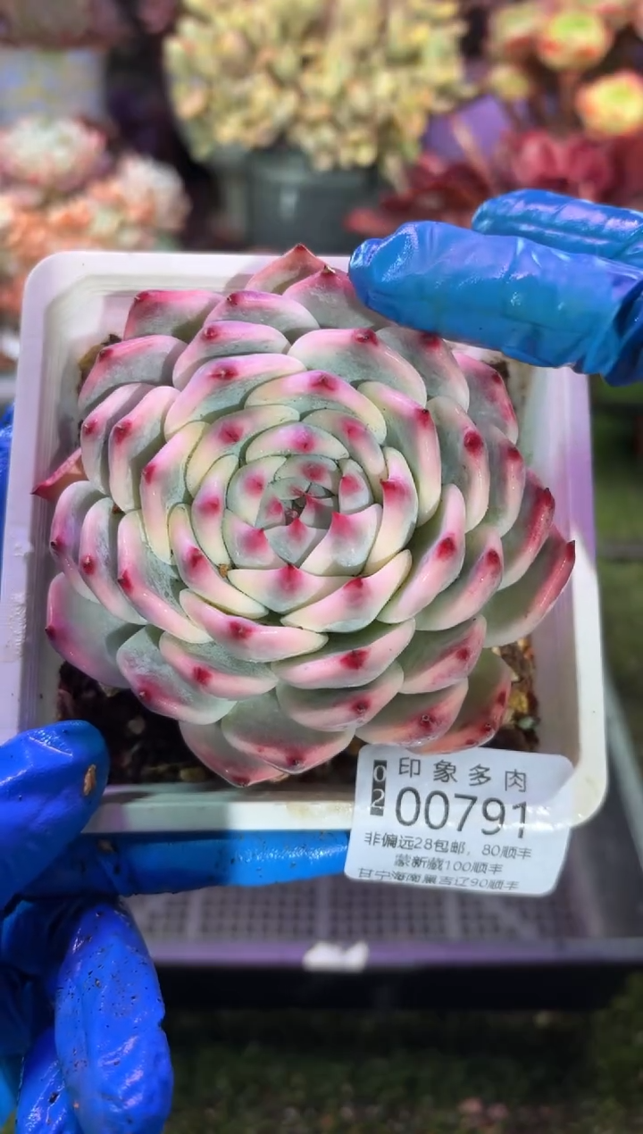 【闪购商品】00791