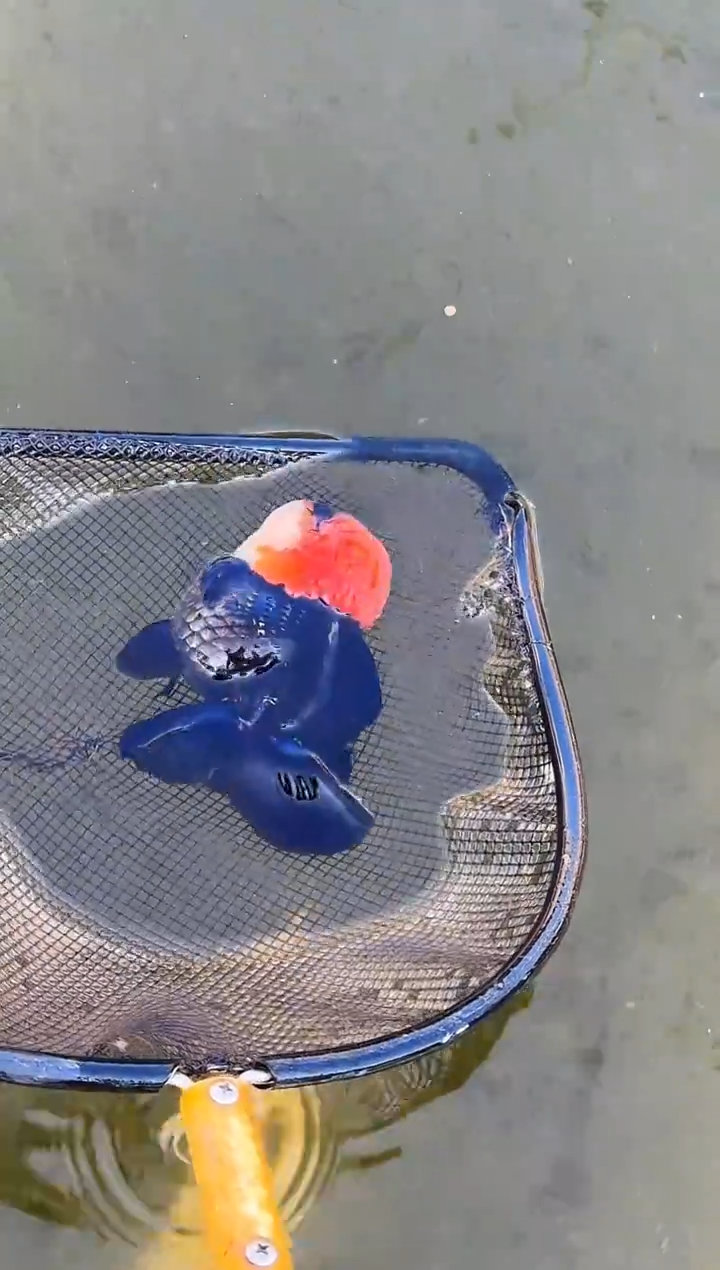 金鱼m*水娃娃观赏鱼兰寿金鱼  不包邮