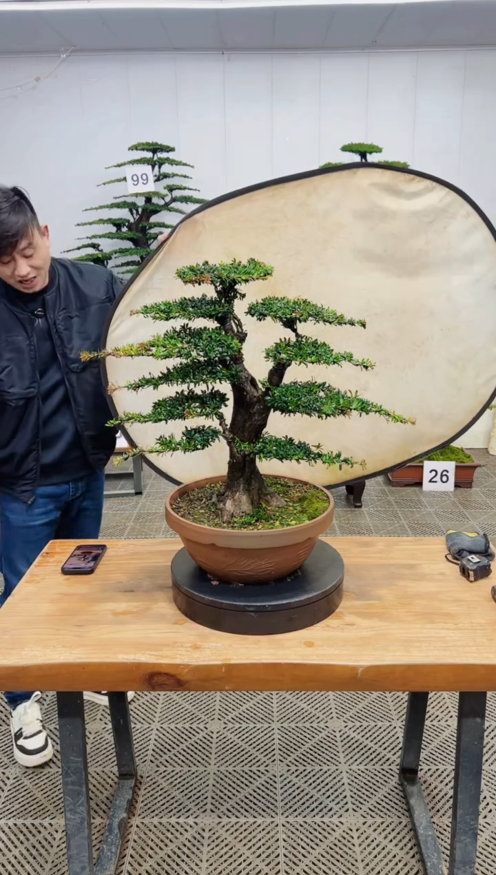 无花朵造型盆景一物一拍