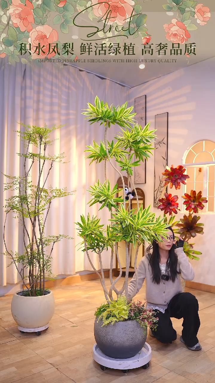 完全开放台**了梦幻百合竹