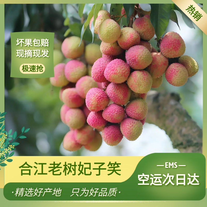正宗合江妃子笑荔枝现摘现发新鲜采摘航空冷链包邮部分地区次日达